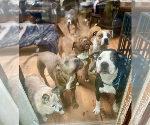 Medium Photo #4 Mutt Puppy For Sale in Mount Laurel, NJ, USA