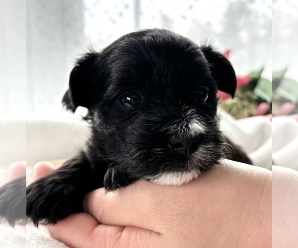 Medium Photo #7 Morkie Puppy For Sale in ROCK STREAM, NY, USA