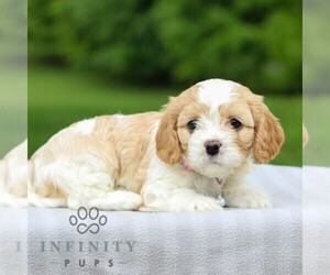 Cavachon Puppy for sale in ANNVILLE, PA, USA