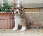 Small Photo #3 Cocker Spaniel Puppy For Sale in FREDERICKSBG, OH, USA