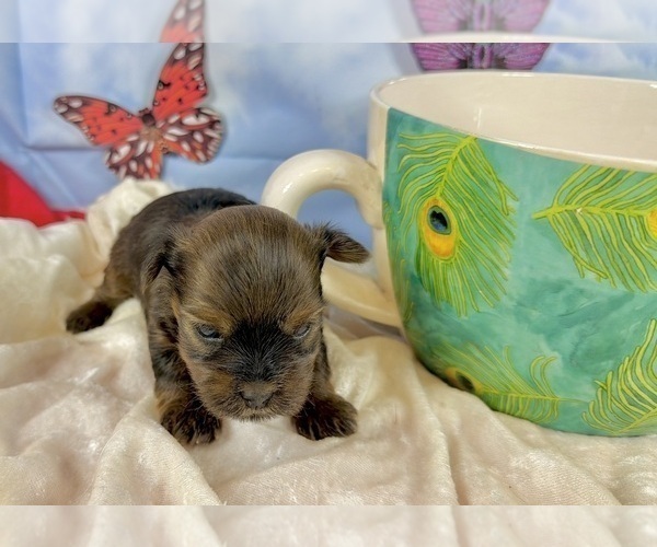 Medium Photo #2 Morkie Puppy For Sale in CASSVILLE, MO, USA