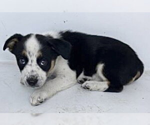 Australian Shepherd-German Shepherd Dog Mix Dogs for adoption in Houston, TX, USA
