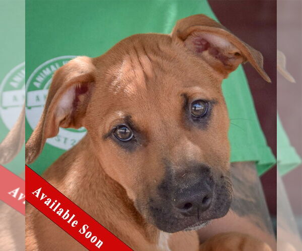 Medium Photo #1 Boxer-German Shepherd Dog Mix Puppy For Sale in Huntley, IL, USA