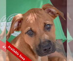 Small Boxer-German Shepherd Dog Mix