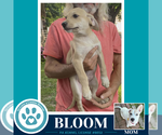 Small #3 Labrador Retriever Mix