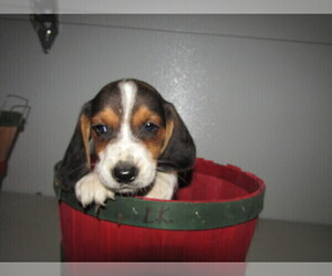 Beagle Puppy for sale in ELKHART, IN, USA