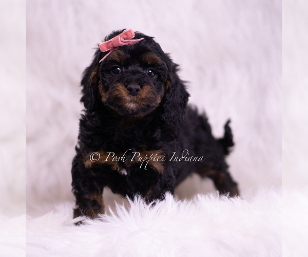 Medium Photo #4 Poodle (Miniature) Puppy For Sale in WARSAW, IN, USA