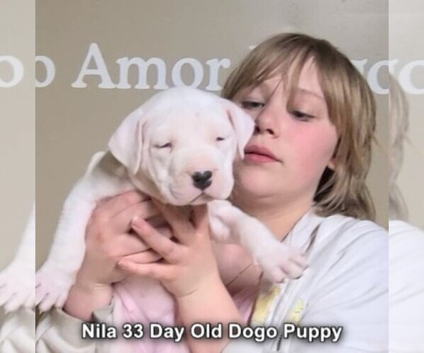 Medium Photo #10 Dogo Argentino Puppy For Sale in JANE, MO, USA