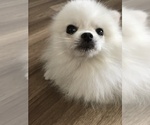 Small Photo #2 Pomeranian Puppy For Sale in HILO, HI, USA