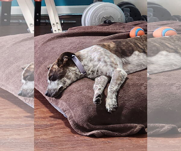 Medium Photo #2 Mutt Puppy For Sale in Garden City, NY, USA