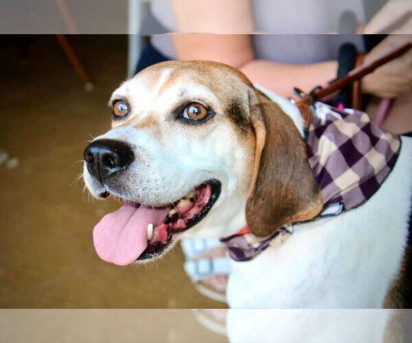 Medium Photo #4 Mutt Puppy For Sale in Westwood, NJ, USA