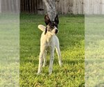 Small Photo #1 Canaan Dog-Unknown Mix Puppy For Sale in San Antonio, TX, USA