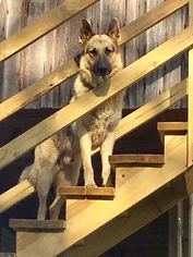 German Shepherd Dog Dogs for adoption in DENHAM SPRINGS, LA, USA