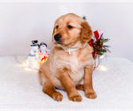 Small #2 Golden Retriever