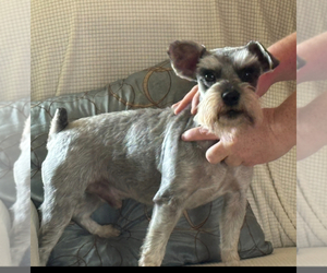 Schnauzer (Miniature) Puppy for sale in MORRISTOWN, TN, USA