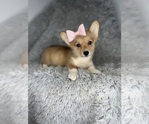 Pembroke Welsh Corgi Puppy for sale in INDIANAPOLIS, IN, USA