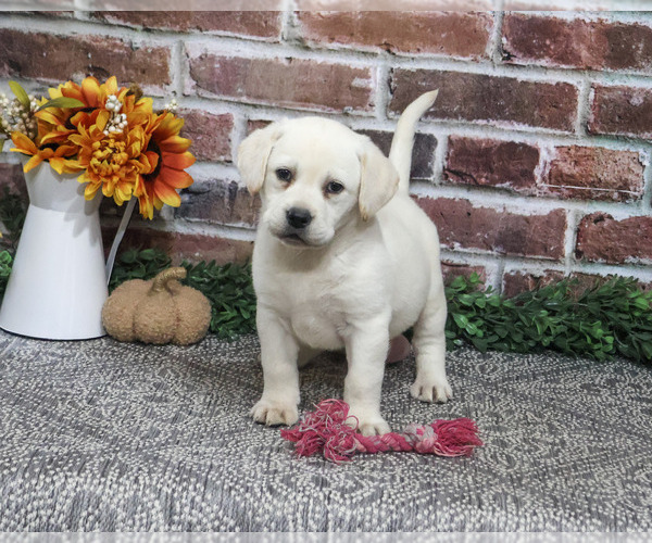 Medium Photo #3 Labrador Retriever Puppy For Sale in SYRACUSE, IN, USA