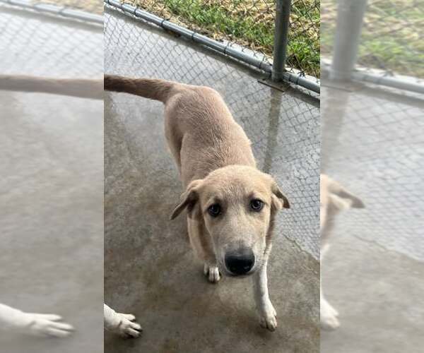 Medium Photo #1 Anatolian Shepherd-German Shepherd Dog Mix Puppy For Sale in Pryor, OK, USA