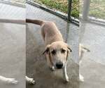 Small Anatolian Shepherd-German Shepherd Dog Mix