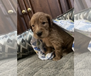 Labradoodle Puppy for Sale in UNION, Mississippi USA