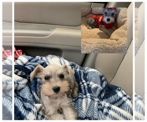 Schnauzer (Miniature) Litter for sale in BRYANT, AL, USA