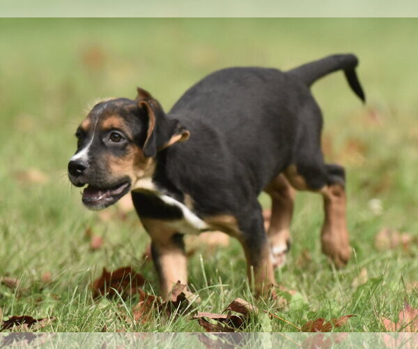 Medium Photo #8 Australian Shepherd-Beagle Mix Puppy For Sale in Mechanicsburg, PA, USA