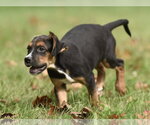 Small Photo #8 Australian Shepherd-Beagle Mix Puppy For Sale in Mechanicsburg, PA, USA