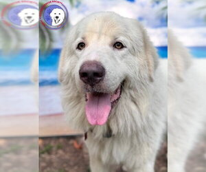 Drake - Male Great Pyrenees Dog for Adoption - Photo #5