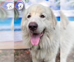 Small #4 Great Pyrenees