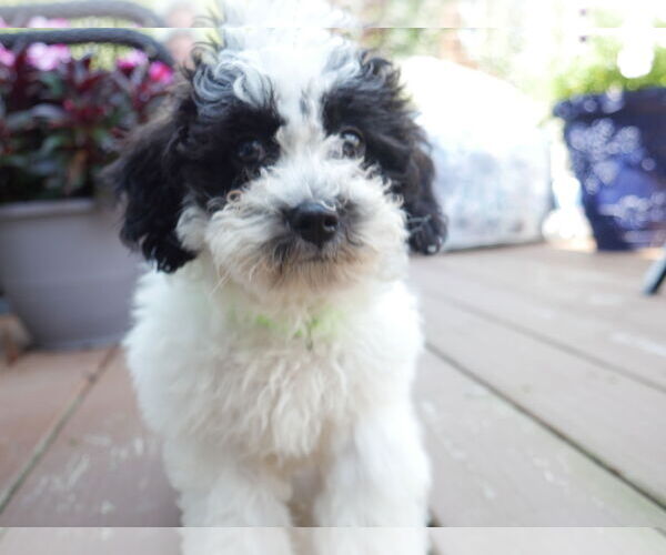 Medium Photo #2 Australian Shepherd Puppy For Sale in Brooklyn Center, MN, USA
