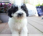 Small #1 Australian Shepherd