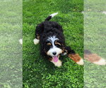 Small Bernese Mountain Dog-Poodle (Miniature) Mix