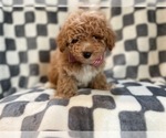 Small Photo #5 Bichpoo Puppy For Sale in LAKELAND, FL, USA