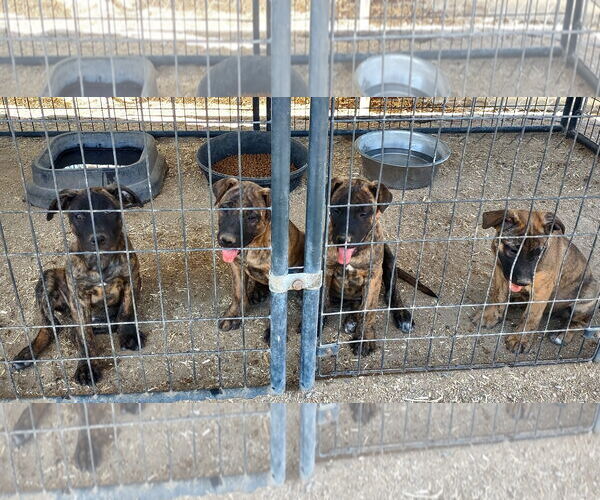 Medium Photo #2 Mutt Puppy For Sale in Golden Valley, AZ, USA