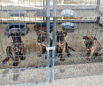 Small #1 Mutt