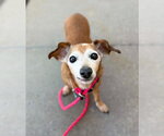 Small #5 Chiweenie