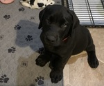 Puppy Pongo Labrador Retriever