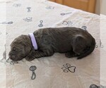 Small #4 Goldendoodle