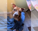 Small #9 American Pit Bull Terrier Mix