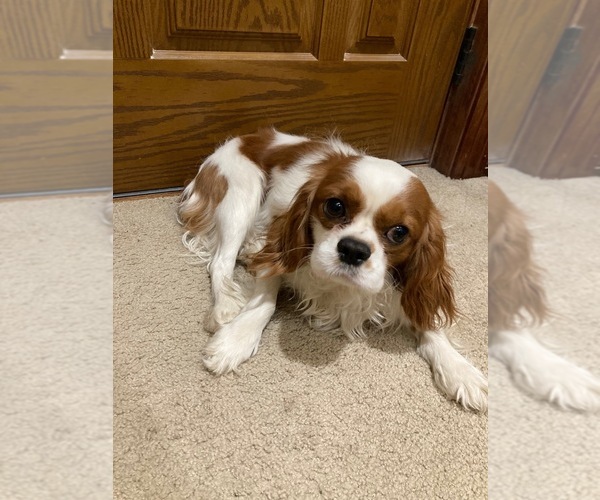 Medium Photo #1 Cavalier King Charles Spaniel Puppy For Sale in MCLEAN, IL, USA