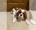 Small Photo #1 Cavalier King Charles Spaniel Puppy For Sale in MCLEAN, IL, USA