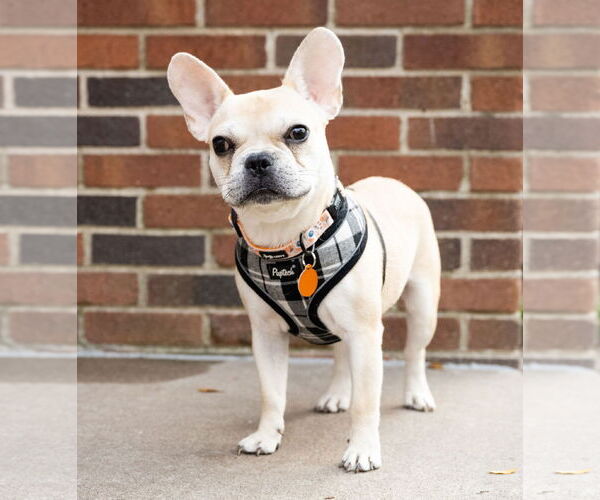 Medium Photo #1 French Bulldog Puppy For Sale in St. Louis Park, MN, USA