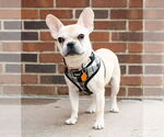 Small French Bulldog
