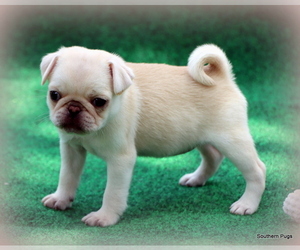 Pug Puppy for Sale in WINNSBORO, Texas USA