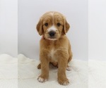 Small Photo #2 Goldendoodle Puppy For Sale in ROYSE CITY, TX, USA