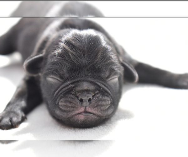 Medium Photo #3 Pug Puppy For Sale in PALM COAST, FL, USA