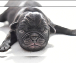 Small #2 Pug