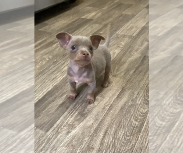 Medium Photo #11 Chihuahua Puppy For Sale in ARANSAS PASS, TX, USA