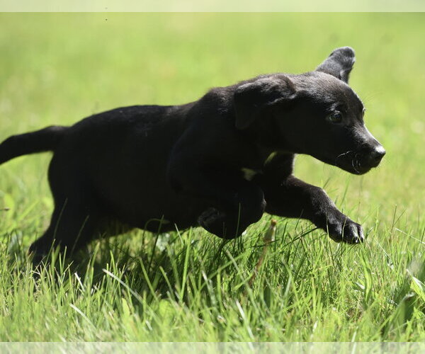 Medium Photo #8 Shepweiller Puppy For Sale in Mechanicsburg, PA, USA