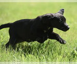 Small #7 Shepweiller